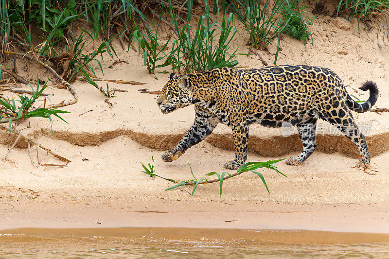 美洲虎(Panthera onca)在北潘塔纳尔狩猎